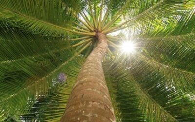 الامر سهل ، ومايخالف